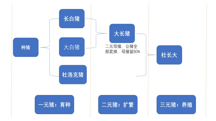 生猪期货保险模式(生猪保险加期货是什么意思)_https://www.07apk.com_黄金期货直播室_第1张